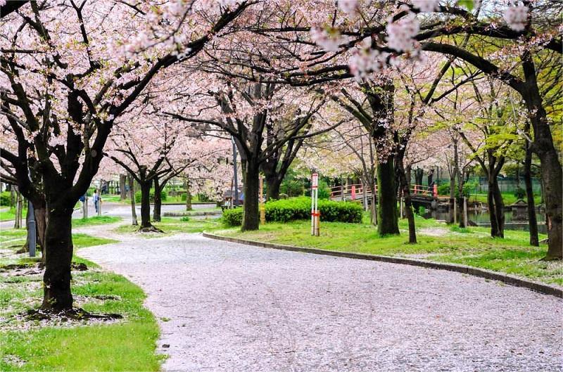 Kemasakuranomiya Park